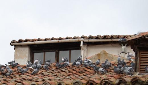 palomas