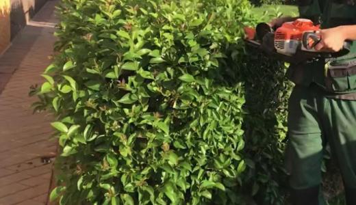 Plantas