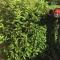 Plantas