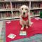 Terapia animales